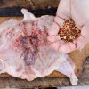 Как пожарить корнишоны на сковородке. Смотреть фото Как пожарить корнишоны на сковородке. Смотреть картинку Как пожарить корнишоны на сковородке. Картинка про Как пожарить корнишоны на сковородке. Фото Как пожарить корнишоны на сковородке