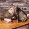 Лосиная губа рецепт приготовления. 15658109215d5460e9dc43d. Лосиная губа рецепт приготовления фото. Лосиная губа рецепт приготовления-15658109215d5460e9dc43d. картинка Лосиная губа рецепт приготовления. картинка 15658109215d5460e9dc43d. Подготовка лосиной губы к употреблению делится на несколько этапов: осмолить и замочить. Для того чтобы осмолить губу, вам понадобится газовая или бензиновая паяльная лампа. Сделать это в городских условиях будет тяжело, поэтому лучше выбраться на природу: в лес, на дачу.